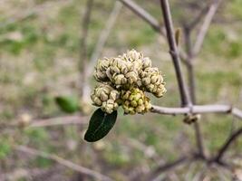 flor brotos do folha de couro viburno, viburnum ritidofilo dentro cedo Primavera. foto