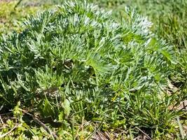 fechar-se do artemísia dentro cedo Primavera. absinto. medicinal plantas foto