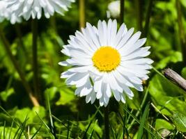 delicado branco e Rosa margaridas ou Bellis perennis flores em verde grama. gramado margarida floresce dentro Primavera foto