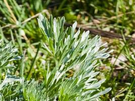 fechar-se do artemísia dentro cedo Primavera. absinto. medicinal plantas foto