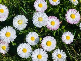 delicado branco e Rosa margaridas ou Bellis perennis flores em verde grama. gramado margarida floresce dentro Primavera foto
