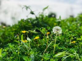 uma campo do verde Relva com alguns amarelo flores foto