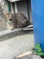 uma gato sentado em uma borda Próximo para uma azul água tanque foto