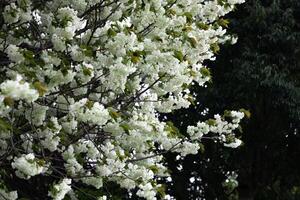 Ukon cereja flores balançando dentro a vento nublado dia foto