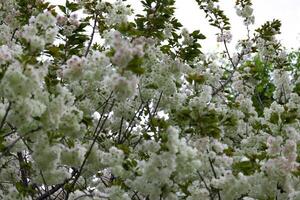 Ukon cereja flores balançando dentro a vento nublado dia telefoto tiro foto