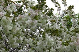 Ukon cereja flores balançando dentro a vento nublado dia telefoto tiro foto