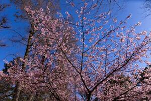 kawazu cereja flores atrás azul céu ensolarado dia fechar acima foto