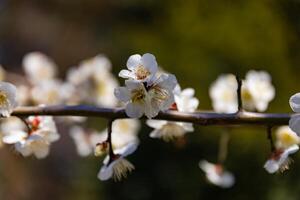 ameixa flor atrás a azul céu ensolarado dia fechar acima foto