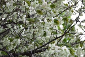 Ukon cereja flores balançando dentro a vento nublado dia telefoto tiro foto