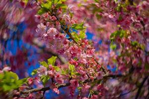 kawazu cereja flores swirly borrão dentro Primavera estação fechar acima foto