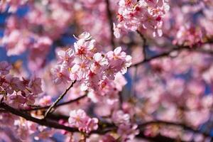 kawazu cereja flores atrás azul céu ensolarado dia fechar acima foto