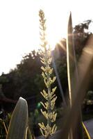 fechar acima do florescendo trifasciata da víbora corda de arco cânhamo planta doméstica foto