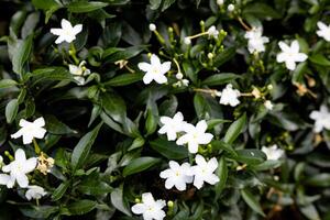 Estrela jasmim branco flores foto