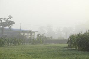 arroz Campos dentro a manhã coberto dentro névoa foto