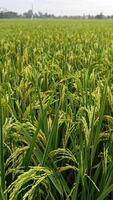 retrato do uma arroz plantar este é iniciando para virar amarelo e a grão é chegando Fora foto