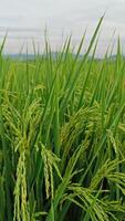 retrato do uma arroz plantar este é iniciando para virar amarelo e a grão é chegando Fora foto