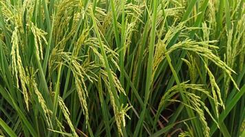 retrato do uma arroz plantar este é iniciando para virar amarelo e a grão é chegando Fora foto