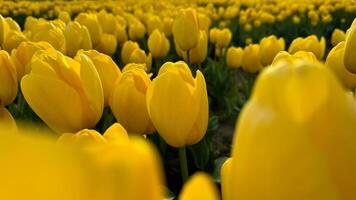 flores fundo. brilhante amarelo tulipas florescendo dentro primavera, fechar acima do floral beleza com luz solar destacando pétalas, para jardinagem e Páscoa conceitos, Projeto para cartões postais e bandeiras. foto
