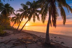 nascer do sol ou pôr do sol às tropical de praia com Palma árvores e quieto oceano dentro Maldivas foto