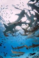 natação com uma muitos do enfermeira tubarões dentro azul mar. foto