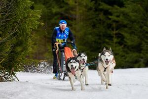 corrida de cães de trenó husky foto