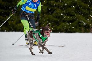 corrida de esporte de cão skijoring foto