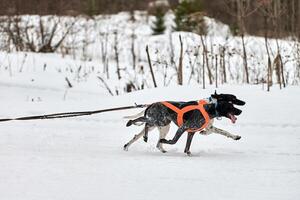 correndo cão ponteiro na corrida de cães de trenó foto