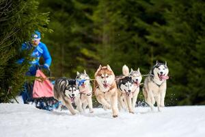 corrida de cães de trenó husky foto