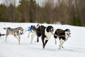 correndo cão husky na corrida de cães de trenó foto