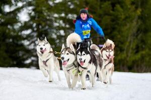 corrida de cães de trenó husky foto