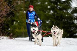 corrida de cães de trenó husky foto