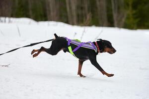 corrida de esporte de cão skijoring foto