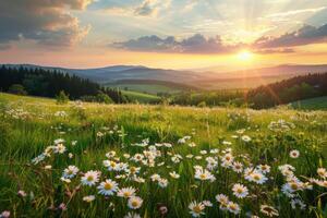 Sol configuração sobre montanhas com margaridas foto