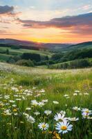 campo do flores com pôr do sol foto