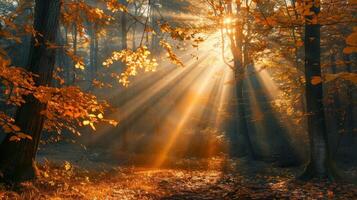 Sol brilha através árvores dentro madeiras foto