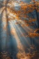 iluminado pelo sol floresta com abundante árvores foto
