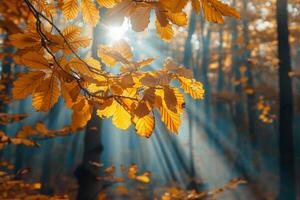 Sol brilhando através árvore folhas foto