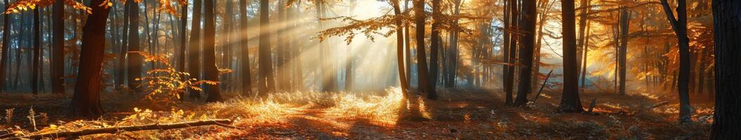 luz solar filtrado através árvores dentro floresta foto