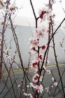 cereja árvore Flor dentro Primavera. branco flores em a árvore. foto