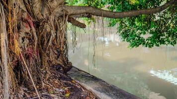 fechar Visão do uma banyan árvore em a rio banco com grandes suspensão raízes. foto