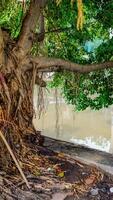 fechar Visão do uma banyan árvore em a rio banco com grandes suspensão raízes. foto