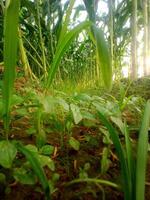 uma fechar acima do plantas foto