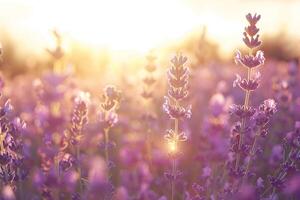 iluminado pelo sol lavanda campo às dourado hora, ângulo amplo, suave foco para sonhadores Veja foto