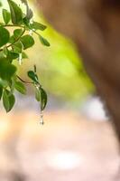 seletivo foco em mástique gotas escorre dentro lágrimas Fora do a ramo do uma mástique árvore. a resina mástique ilumina e brilhos dentro a luz solar. vertical foto. lindo bokeh fundo. quios, Grécia. foto