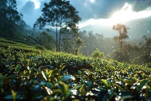 chuva sobre uma ampla chá plantação. gerado de artificial inteligência foto