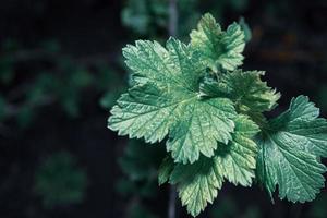 folhas verdes de groselha preta em um fundo escuro. foto