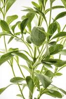 stevia rebaudiana plantar foto