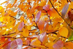 luz do sol na folhagem amarelo-laranja. fundo de outono. foto