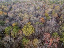 atrasado novembro aéreo Visão do uma floresta em uma costa do a Tennessee rio perto colbert balsa parque, natchez vestígio via pública foto