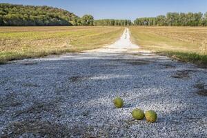 nozes em uma bicicleta trilha - barco a vapor vestígio convertido a partir de velho Ferrovia corrida através terras agrícolas e milho campo perto Peru, Nebraska foto